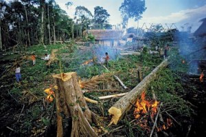 Environmental-Problems-Rainforest-Destruction