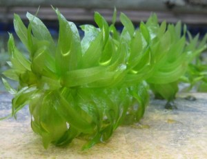 Hydrilla