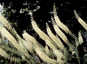 Black cohosh, Cimicifuga racemosa (Actaea racemosa) Foster purchased 2008